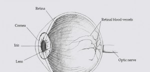 Anatomy of human eye: Iris recognition vs. Rental scanning